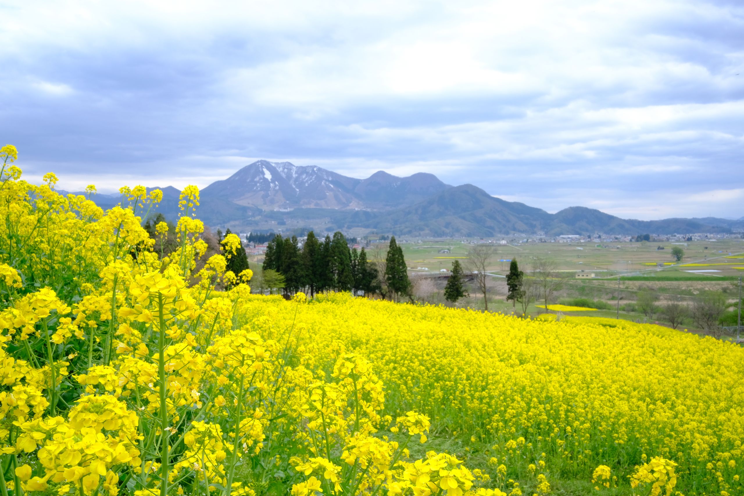 菜の花畑