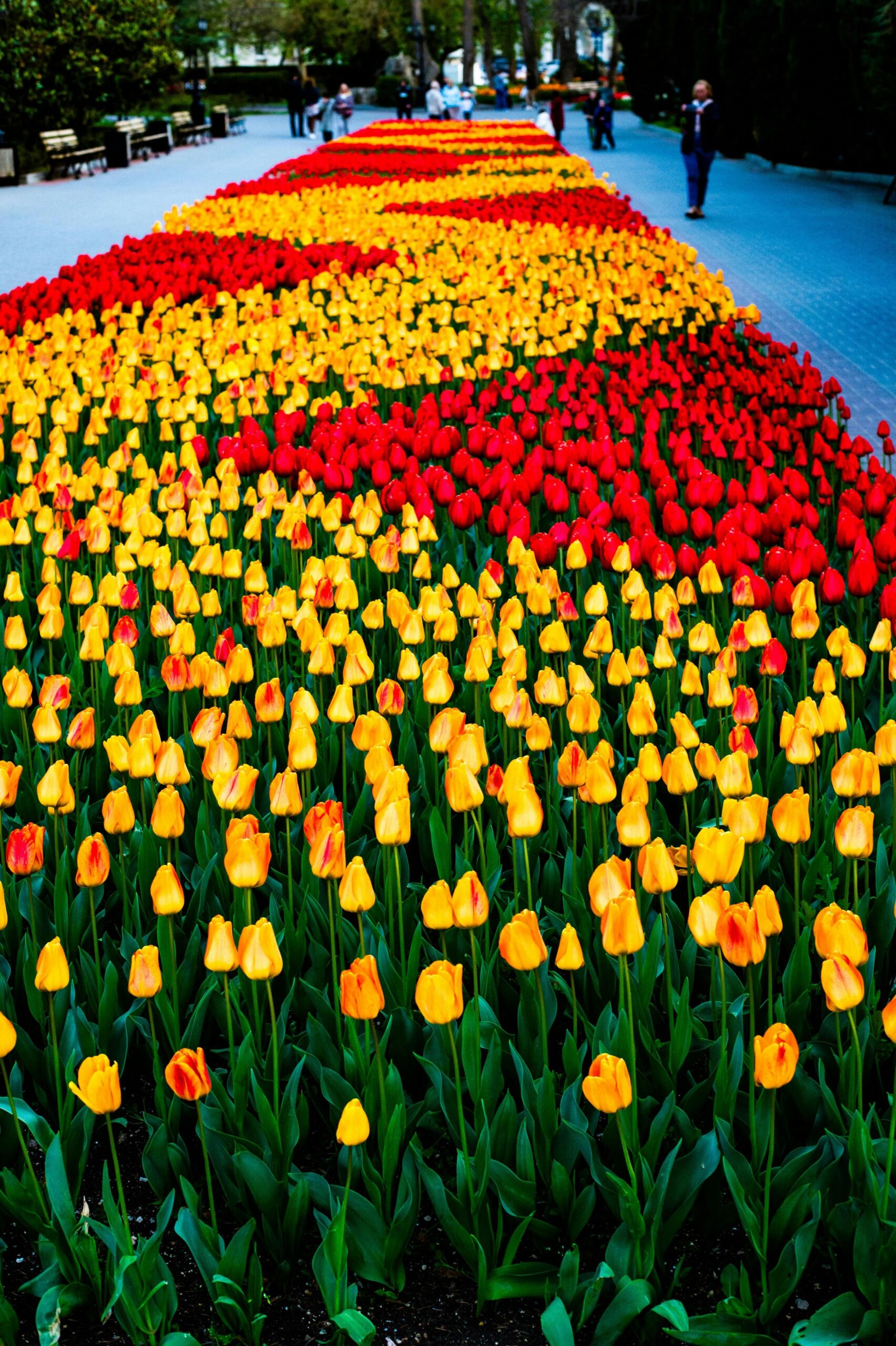 ピンクのチューリップ